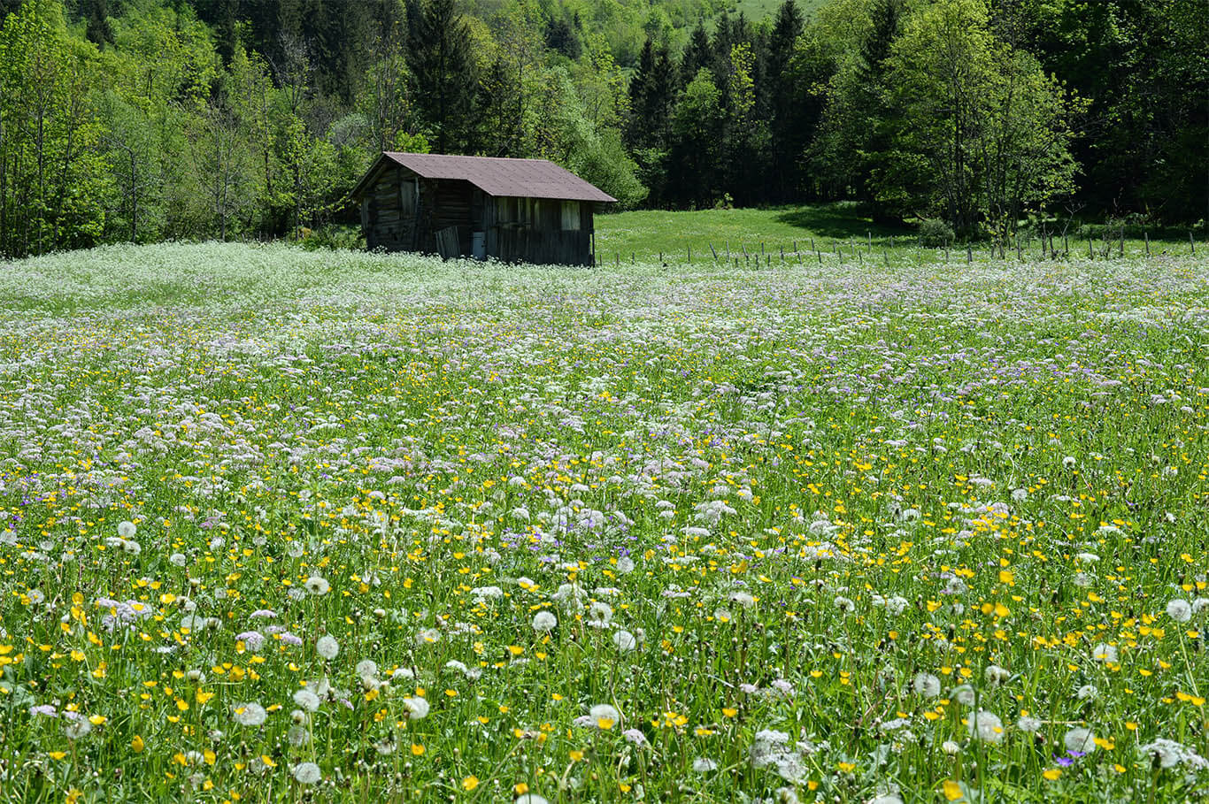 Lauterbrunnenta